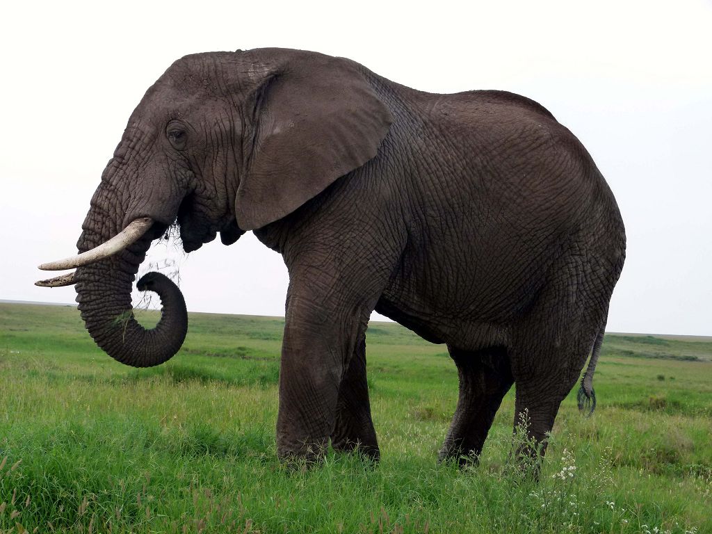 Elefant in der Serengeti