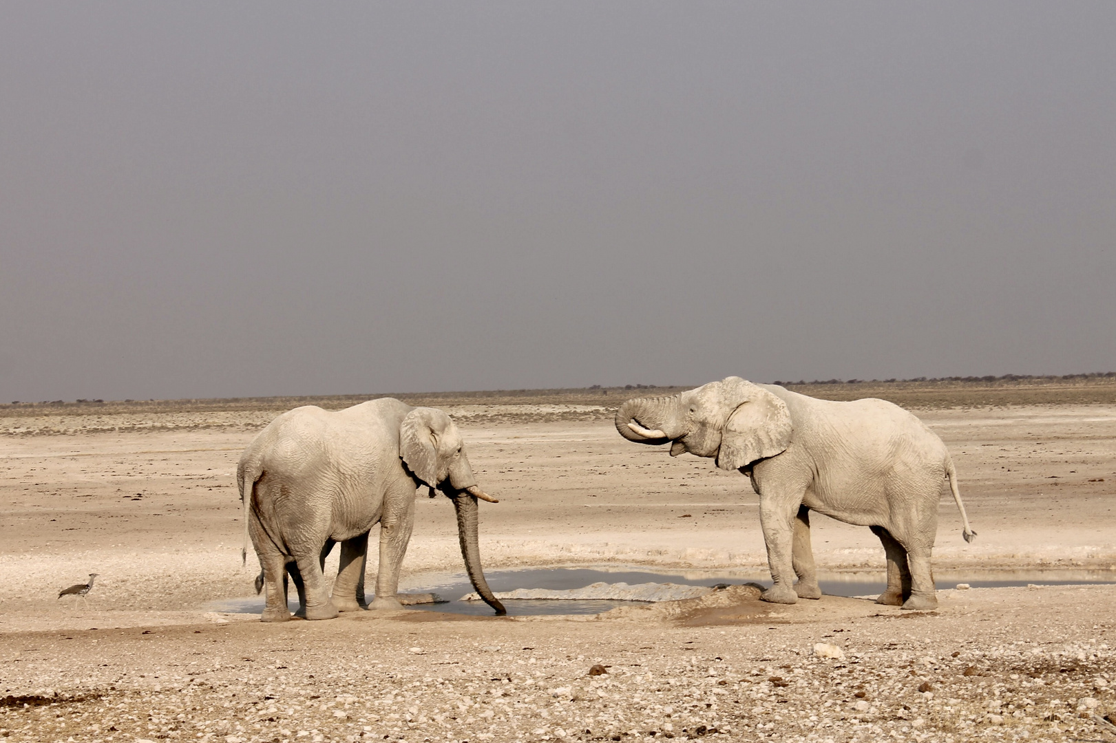 Elefant in Etosha