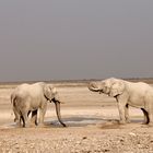 Elefant in Etosha