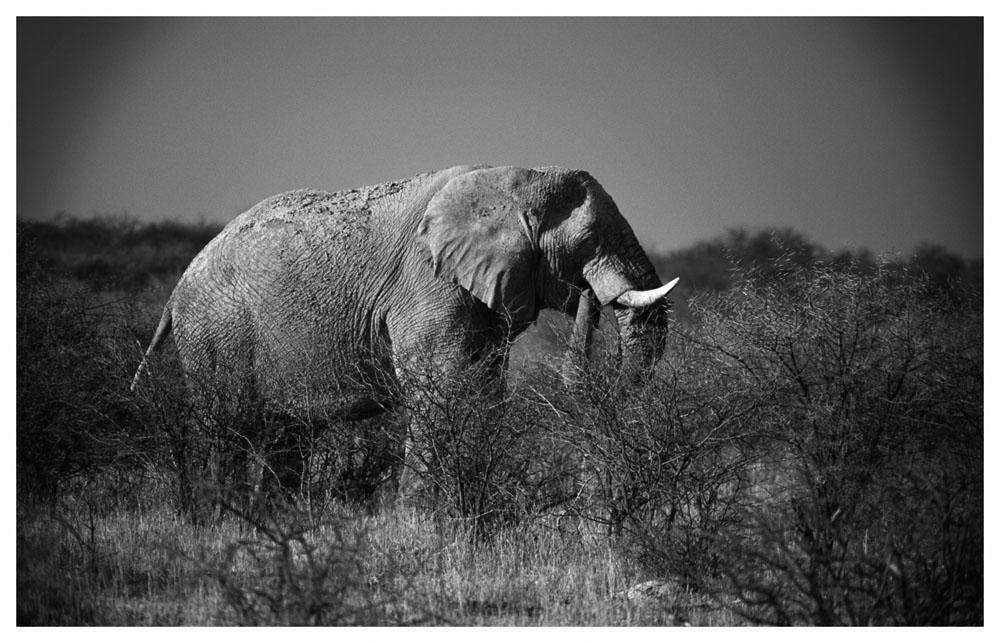 Elefant in Etosha