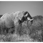 Elefant in Etosha