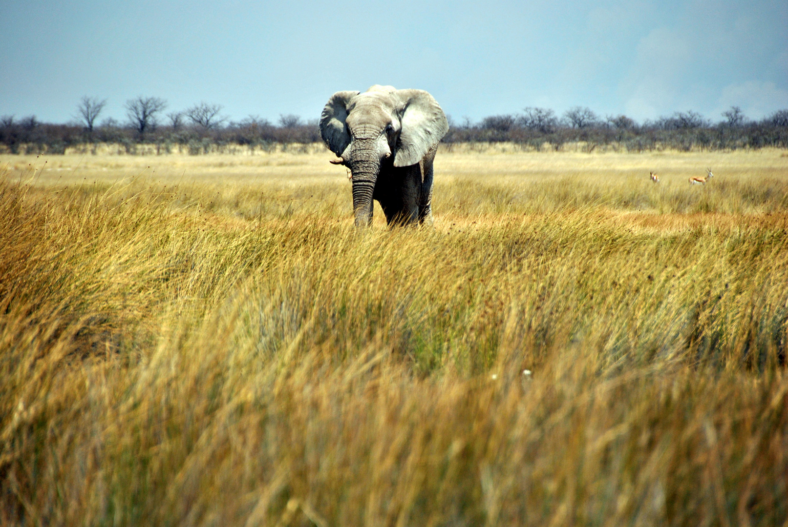 Elefant in Etoshas Steppe