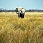 Elefant in Etoshas Steppe