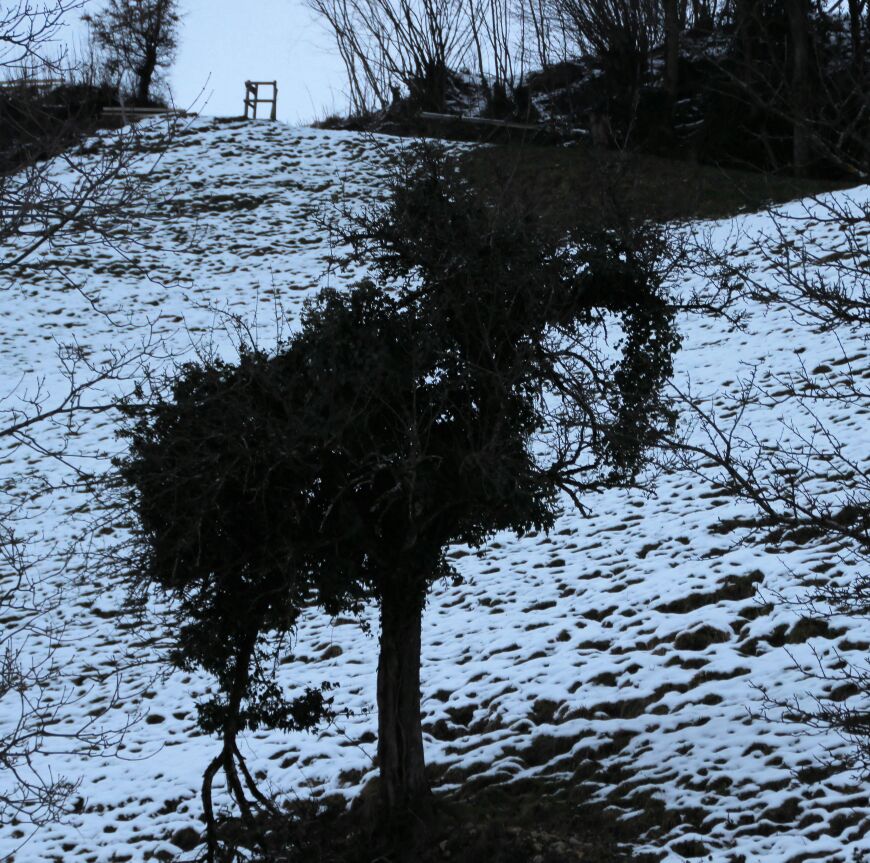 Elefant in freier Wildbahn