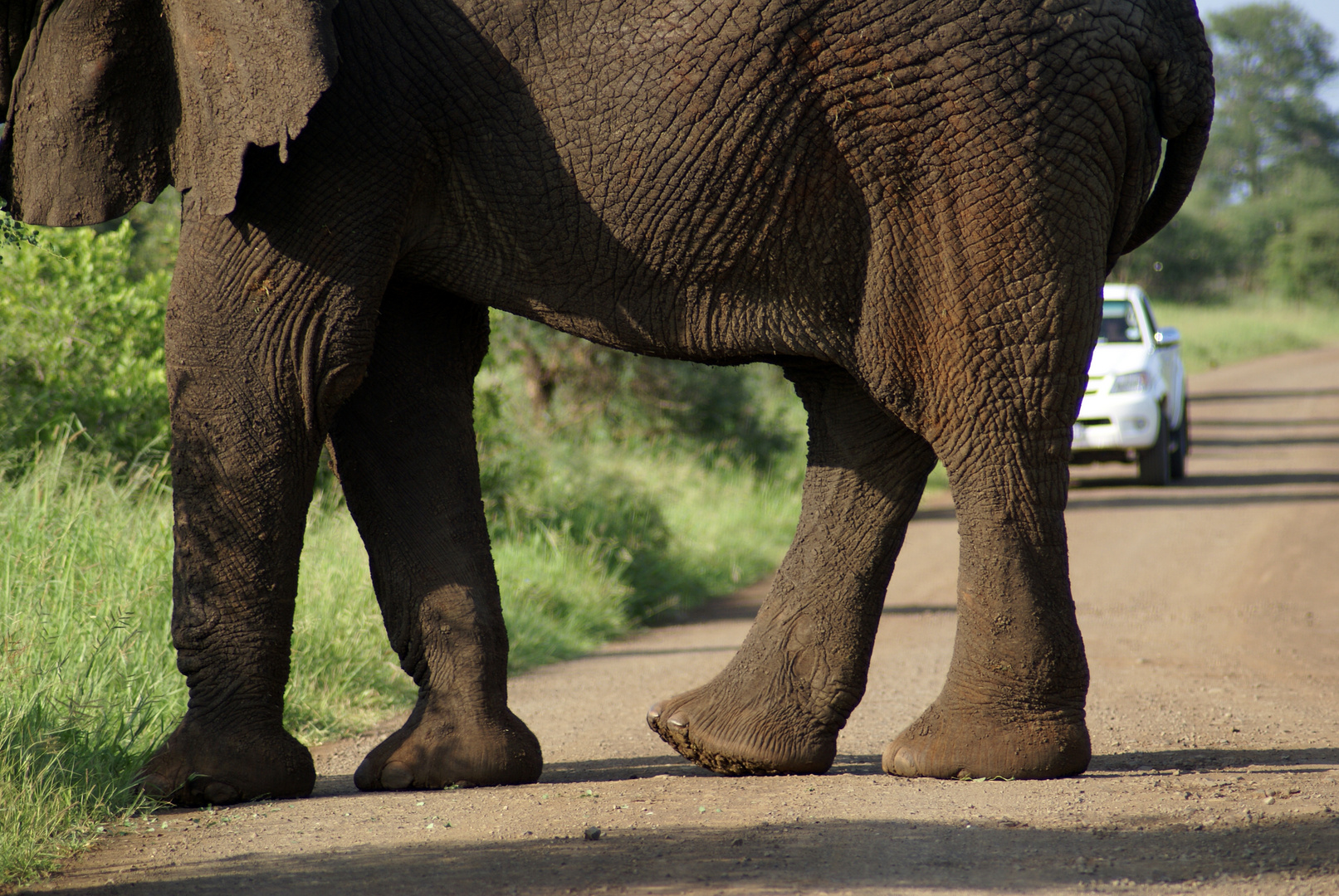 Elefant in front of a car - what a perspective