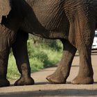 Elefant in front of a car - what a perspective
