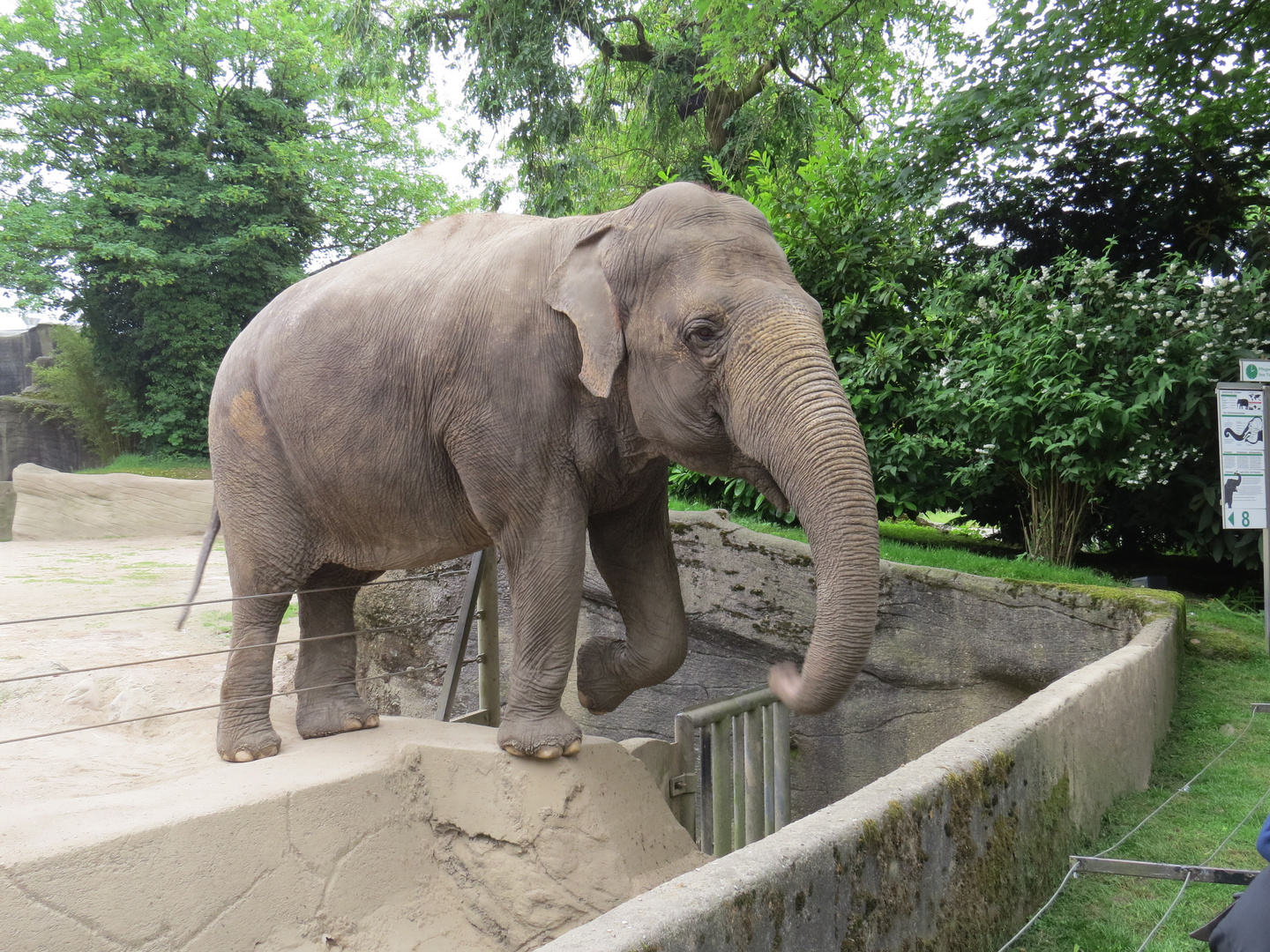Elefant in Hagenbeck 