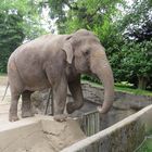 Elefant in Hagenbeck 