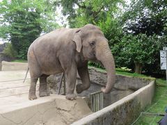 Elefant in Hagenbeck 