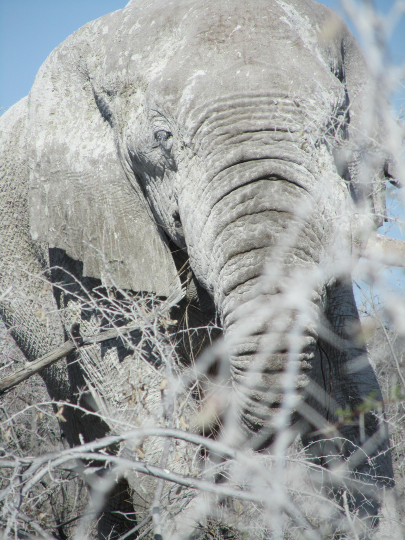 Elefant in Kameldornen