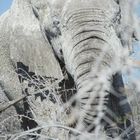 Elefant in Kameldornen
