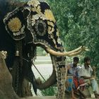Elefant in Kandy