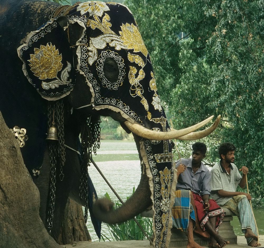 Elefant in Kandy