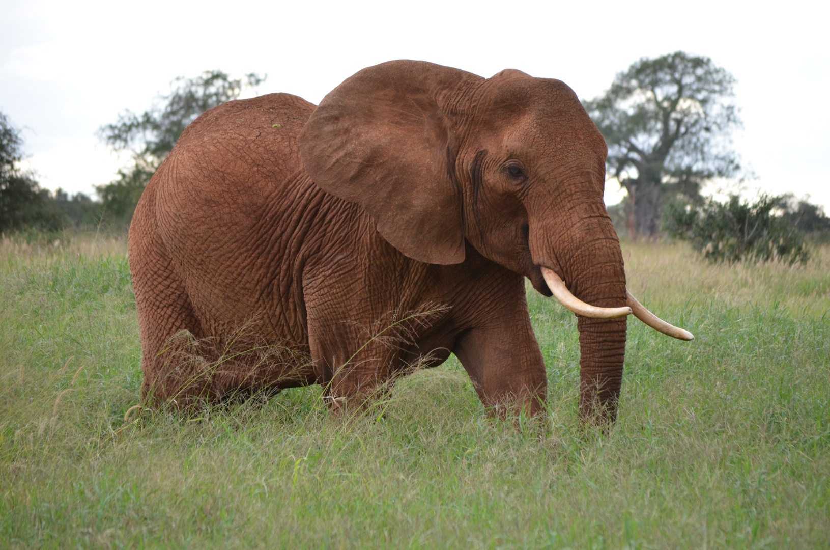 Elefant in Kenia