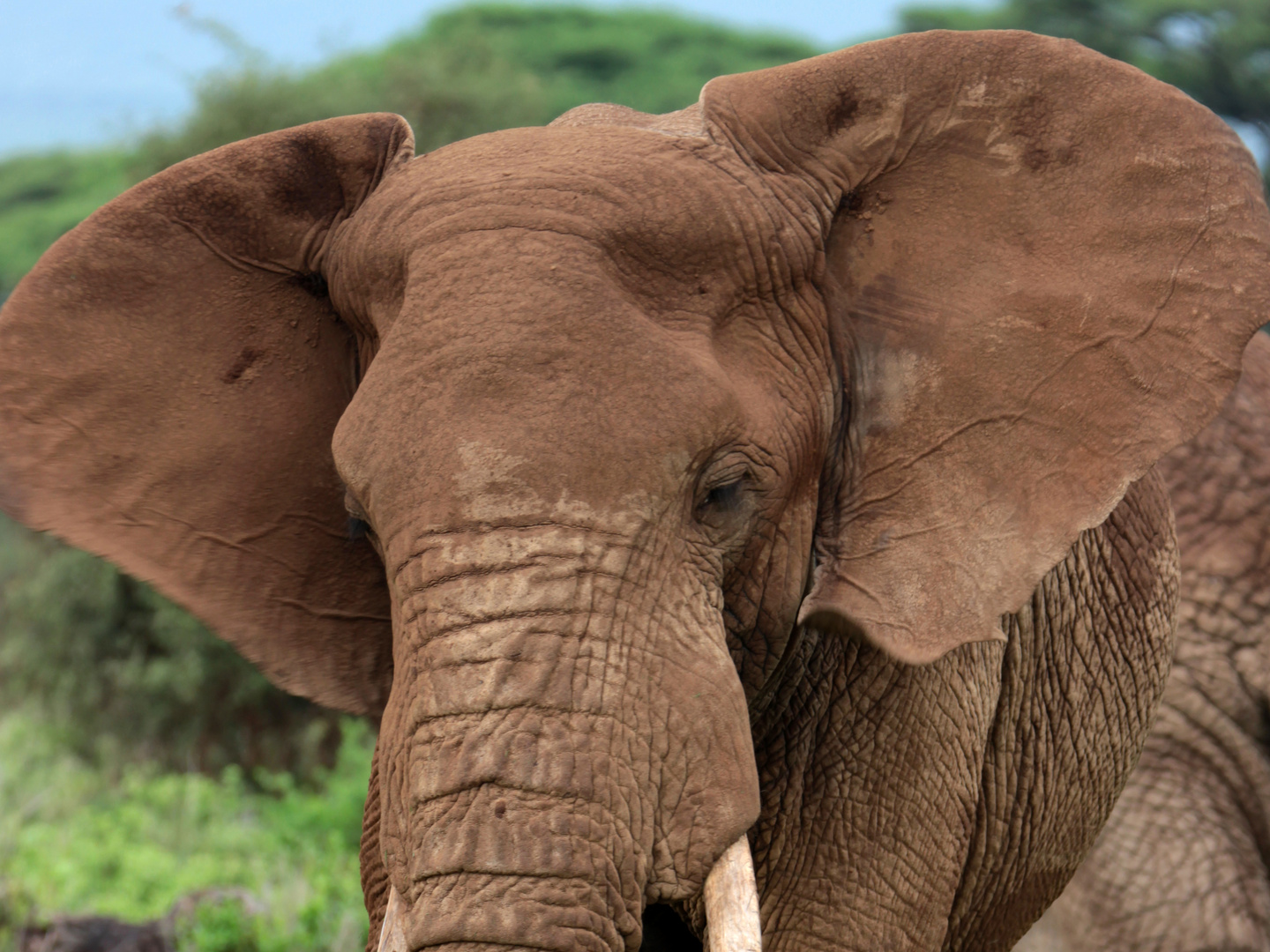 Elefant in Kenia