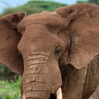Elefant in Kenia
