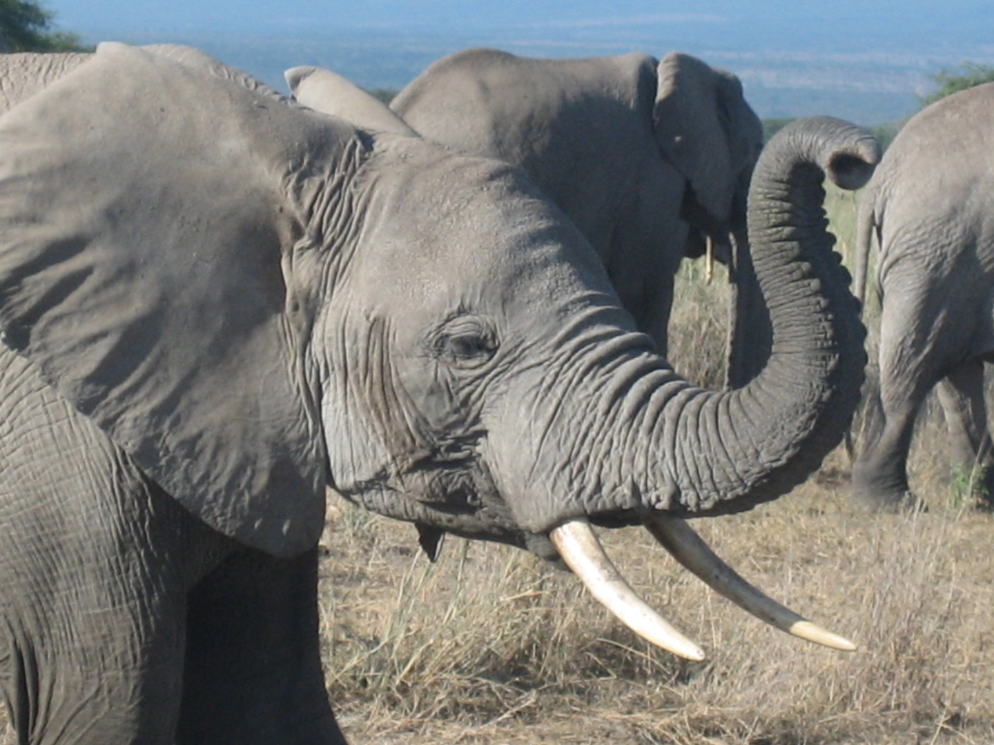 Elefant in Kenia