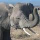 Elefant in Kenia
