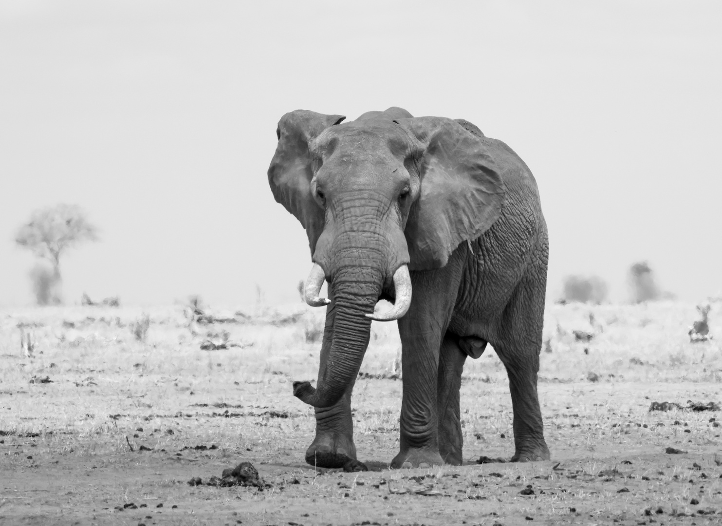 Elefant in Kenia