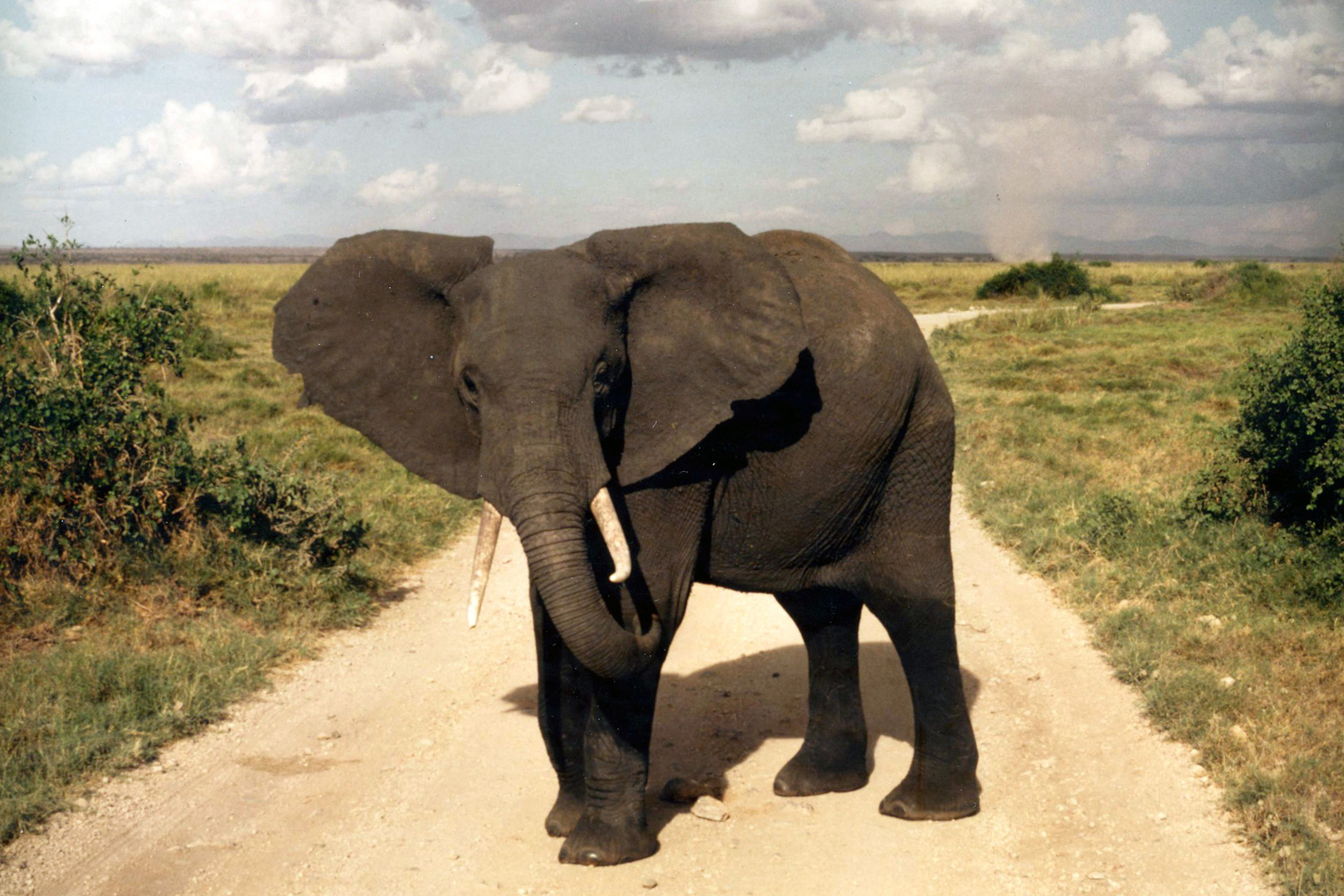 Elefant in Kenia