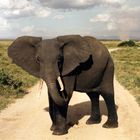 Elefant in Kenia