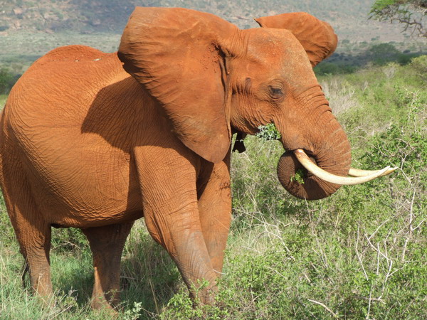 Elefant in Kenya