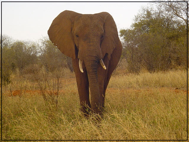 Elefant in Kenya freie Natur