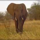 Elefant in Kenya freie Natur