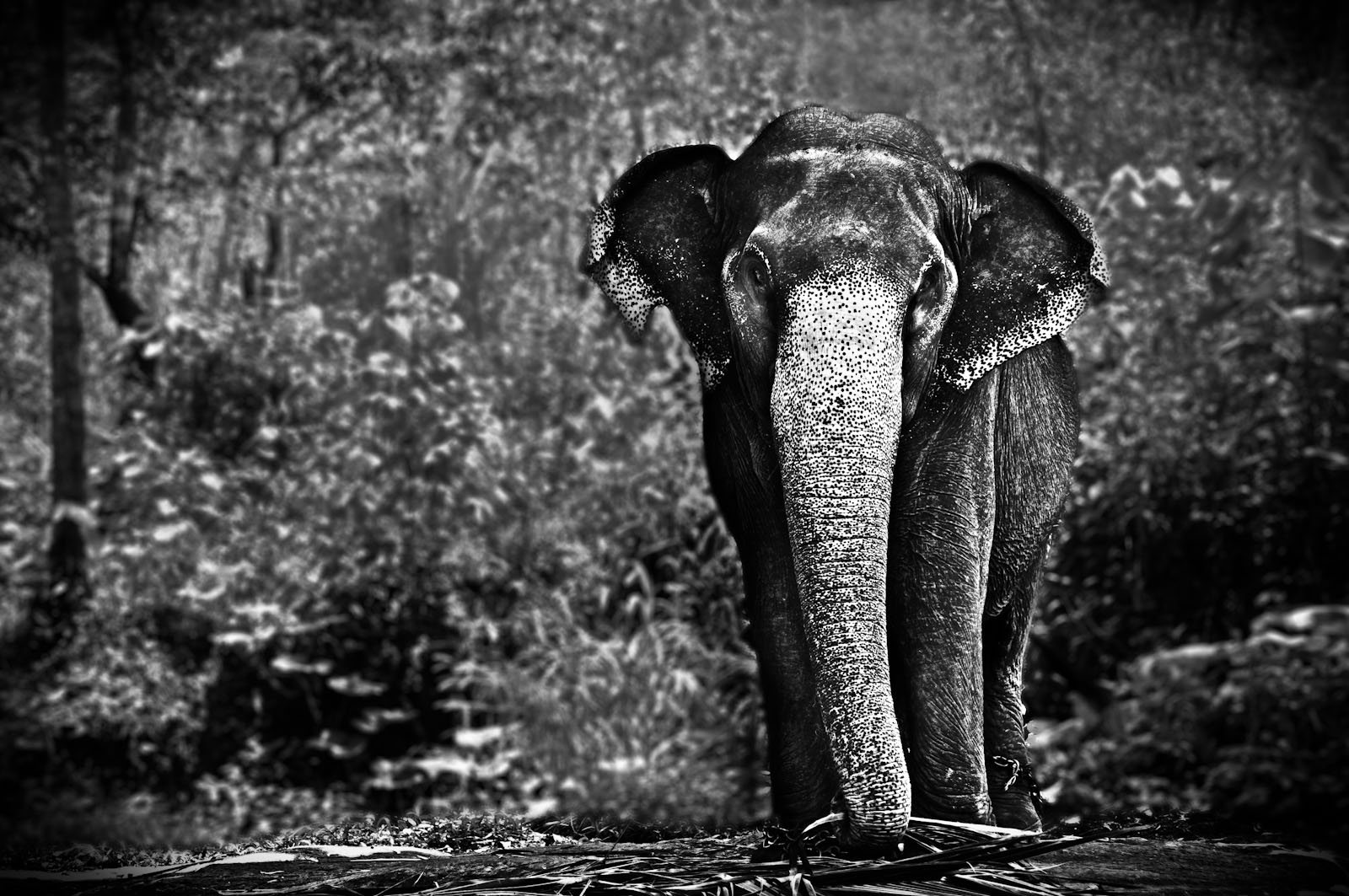 Elefant in Kerala, Indien