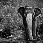 Elefant in Kerala, Indien