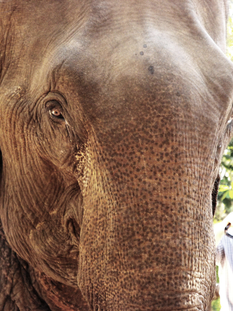 Elefant in Laos