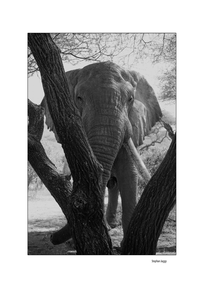 Elefant in Manyara Nat. Park 2