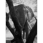 Elefant in Manyara Nat. Park 2