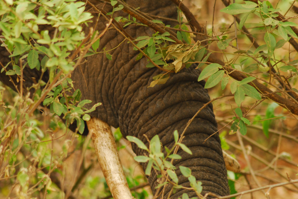 Elefant in Manyara - Tansania