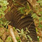 Elefant in Manyara - Tansania