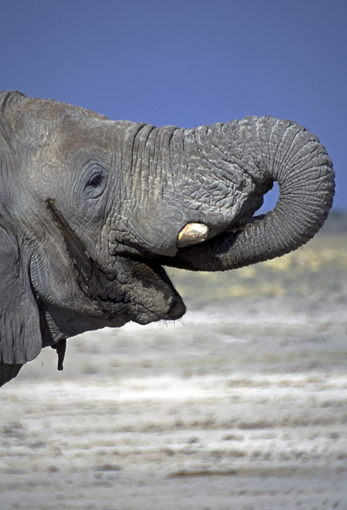 Elefant in Namibia