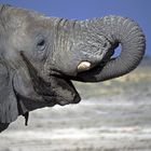 Elefant in Namibia