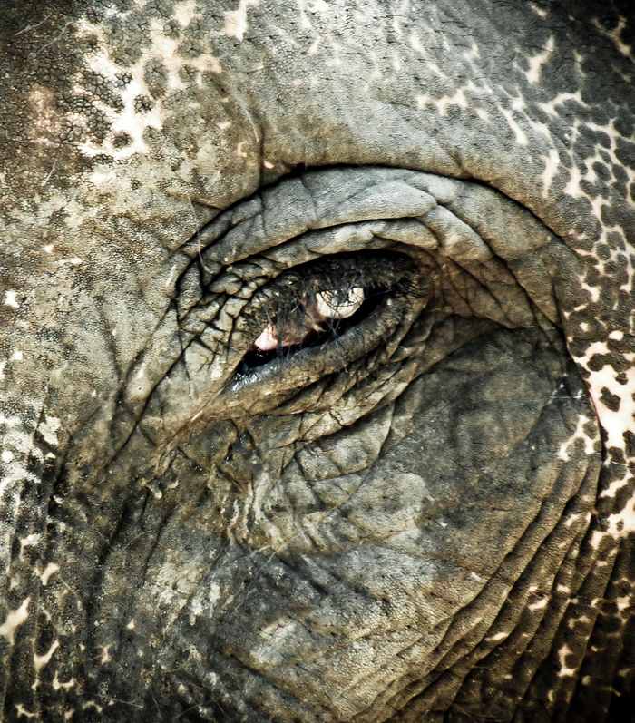 Elefant in Nepal/ Chitwan