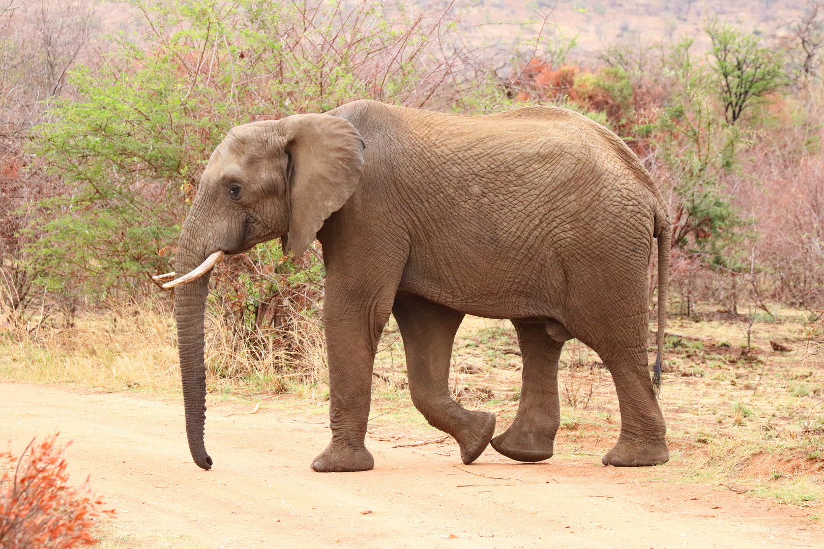 Elefant in Pilanesberg Park 