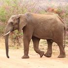 Elefant in Pilanesberg Park 