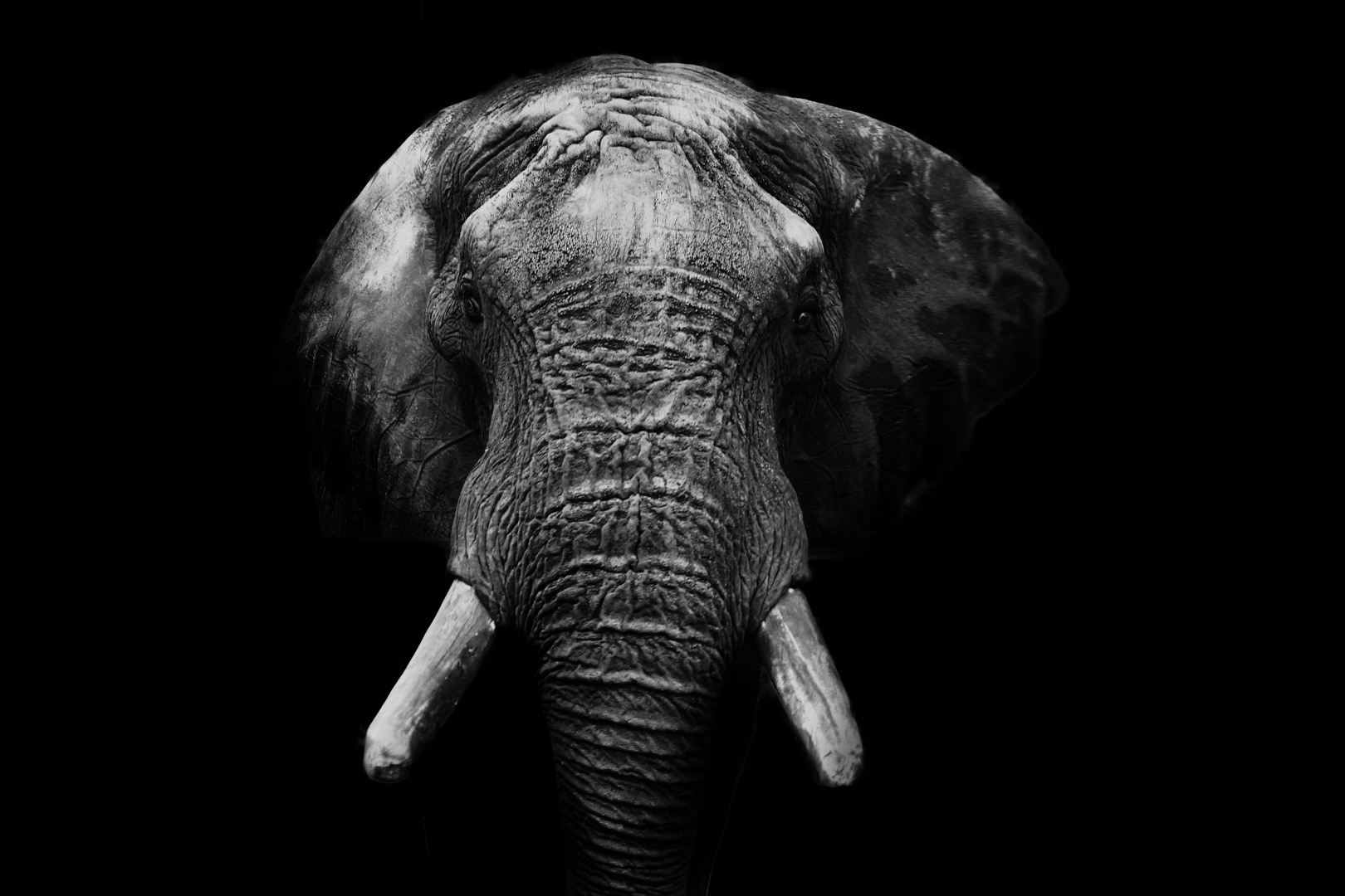 Elefant in Schwarz Weiß Foto &amp; Bild tiere, elefant, b&amp;w Bilder auf