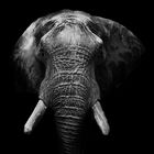 Elefant in Schwarz Weiß
