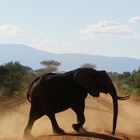 Elefant in Tsavo East