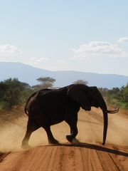 Elefant in Tsavo East