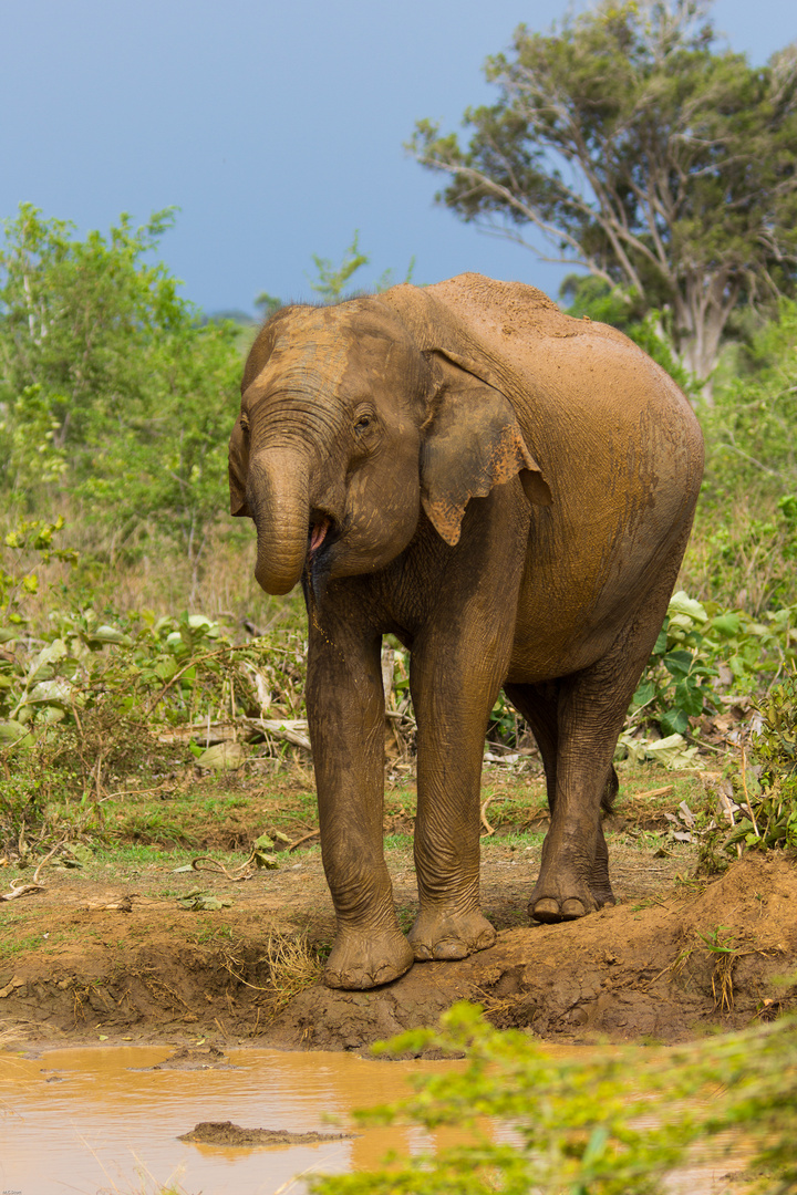 Elefant in Udawalawe