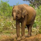 Elefant in Udawalawe