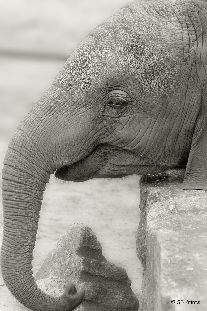 Elefant Jungtier2