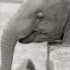 Elefant Jungtier2