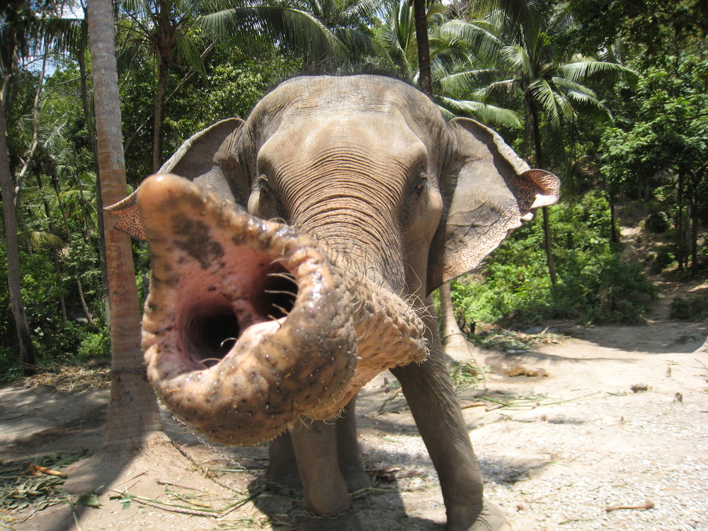 Elefant (Koh Pagnan)