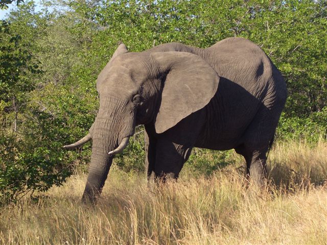 Elefant, Kruger NP, Südafrika
